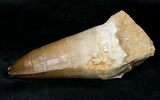 Monster Mosasaur Tooth - Largest We've Had #13565-2